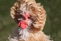 Cận cảnh gà mào sư tử siêu đắt đỏ biếu Tết 2016