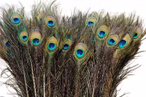 Nuôi cả trại chim công chỉ để... nhổ lông bán Tết