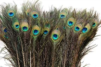 Nuôi cả trại chim công chỉ để... nhổ lông bán Tết