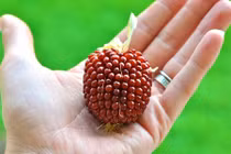 Ngô lai dâu tây cực độc giúp đổi đời ở Hà Nội