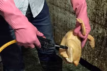 Sốc nặng trước những chiêu chế biến thịt gà siêu bẩn