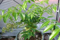 Nhà phố đất chật, vẫn có cách trồng cóc Thái trĩu quả 