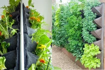 Nhà chật vườn nhỏ, nhất định phải xem cách trồng rau này