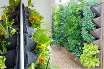 Nhà chật vườn nhỏ, nhất định phải xem cách trồng rau này