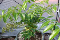 Nhà phố đất chật, vẫn có cách trồng cóc Thái trĩu quả 