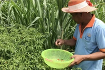 Ngắm “vườn” ớt đặc sản 400.000 đồng/kg, dân không có đủ để bán