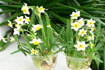 4 loại cây trồng mùa thu có hoa chơi dịp Tết 