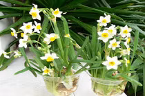 4 loại cây trồng mùa thu có hoa chơi dịp Tết 