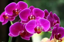 Bật mí 6 loại hoa lan chơi Tết cực “chuẩn“