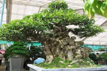 Khám phá mai chiếu thủy trấn yểm tài lộc cho đại gia