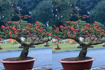 Loạt cây cảnh Tết siêu đắt đỏ từng gây bão năm 2015