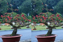 Loạt cây cảnh Tết siêu đắt đỏ từng gây bão năm 2015