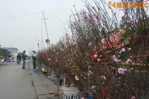 Đào Nhật Tân bắt đầu bày bán, nửa triệu đồng/cành