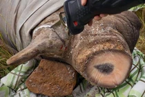 Xem nội thất độc, lạ “giật mình” trong nhà đại gia Việt