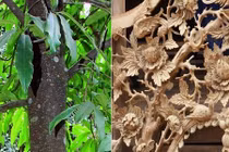 Gỗ cây vàng tâm trồng ở Hà Nội thường dùng làm gì?