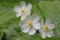 Hoa trong suốt độc lạ khiến khách nữ phát sốt lùng mua