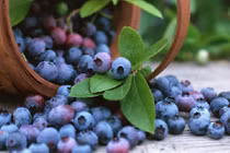 Có nên lùng mua hạt giống việt quất đắt đỏ về trồng cảnh?