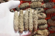 Khám phá hải sâm mắc lưới giúp ngư dân Việt đổi đời