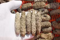 Khám phá hải sâm mắc lưới giúp ngư dân Việt đổi đời