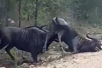 Linh dương giả chết, bị húc cho “sống lại” cong đuôi chạy