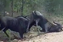 Linh dương giả chết, bị húc cho “sống lại” cong đuôi chạy