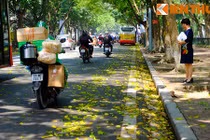 Ảnh: Lãng mạn những con đường trải đầy lá vàng ở Hà Nội