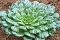 Khám phá rau cải bẹ xanh hình hoa hồng “đẻ” ra tiền