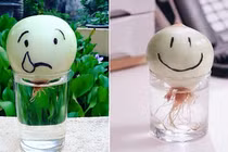 Tuyệt chiêu trồng hành tây mọc chuẩn như trong phim Hàn