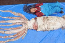 Sửng sốt quái vật mực ống khổng lồ mắc lưới ngư dân