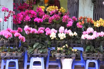 Ngắm phố cây cảnh Hà Nội rực rỡ bung hàng Tết