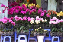 Ngắm phố cây cảnh Hà Nội rực rỡ bung hàng Tết