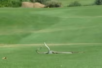 Xem video cặp rắn độc tử chiến giành bạn tình 