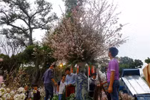 Cận cảnh chuẩn bị lễ hội hoa anh đào hoành tráng trước “giờ G“