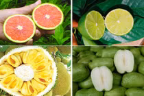 Điểm loạt quái quả không hạt thu lời khủng ở Việt Nam