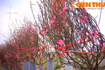 Đào Nhật Tân bắt đầu tung bán, 300.000 đồng/cành