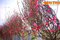 Đào Nhật Tân bắt đầu tung bán, 300.000 đồng/cành