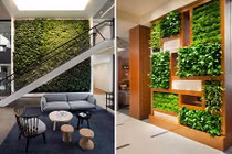 Mát rượi ngày hè nhờ tường cây xanh trong nhà 