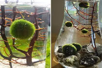 Rộ mốt nuôi “thú cưng” tảo cầu thủy sinh cực lạ