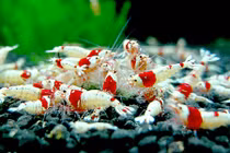 Thú chơi tôm cảnh ngốn núi tiền của đại gia Việt