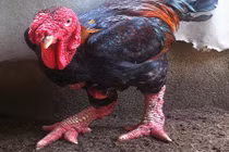 6 triệu đồng một cặp gà Đông Tảo biếu Tết