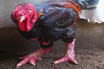 6 triệu đồng một cặp gà Đông Tảo biếu Tết