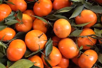 Gợi ý chiêu phân biệt cam canh với cam Trung Quốc