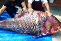 Những lần đại gia Việt dốc tiền mua cá khủng về nhậu