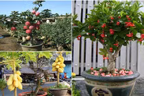 10 loại cây ăn quả cực hợp trồng chậu bonsai