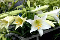 Dân Hà Nội xốn xang với loa kèn đầu mùa giá “chát” 