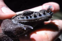 Khám phá gây sốc về khả năng quái đản của loài ếch