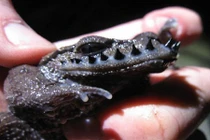 Khám phá gây sốc về khả năng quái đản của loài ếch