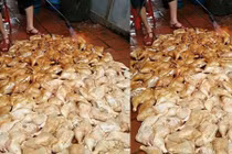 Sự thật về bức ảnh nướng gà bằng đèn khò gây bão