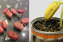 Hạt giống đậu thần kỳ khiến khách Hà Nội mê mẩn