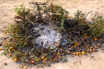 Làng quất Tứ Liên nổi tiếng Hà Nội: Thảm cảnh giật mình